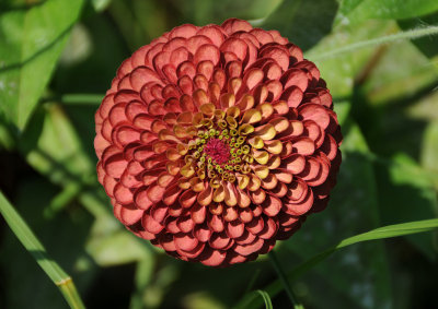 Zinnia