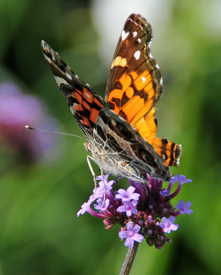 American Lady Butterfly