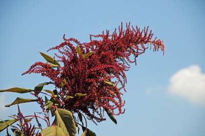 Amaranthus