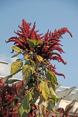 Amaranthus