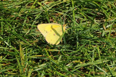 Sulphur Butterfly