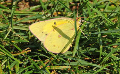 Sulphur Butterfly