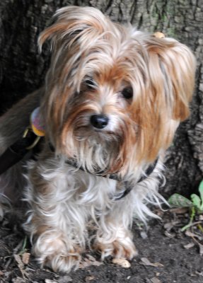 Jilly Yorkshire Terrier