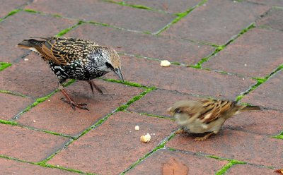 Starling & House Sparrow Contending for a Bread Crumb
