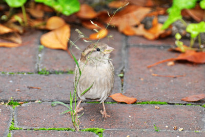 House Sparrow