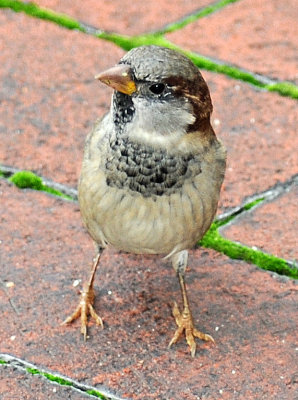 Sparrows - WSV Sasaki Garden