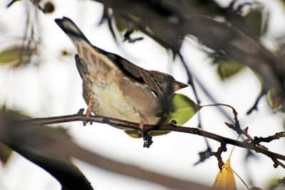 House Sparrow