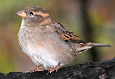 White Throated Sparrow