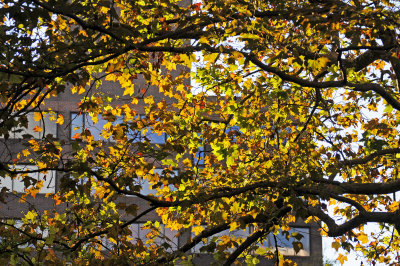 Sycamore Tree Fall Foliage