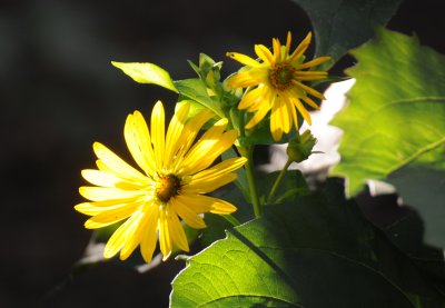 Unknown Plant Name