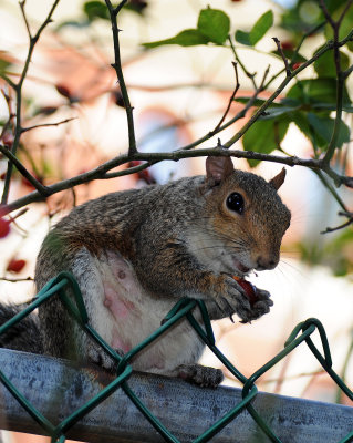 Squirrel Eating a Rose Hip