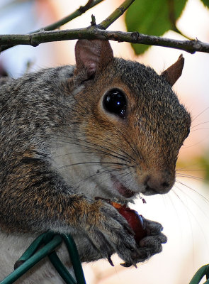 Squirrel Eating a Rose Hip