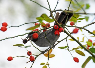 Catbird Feasting on Rose Hips