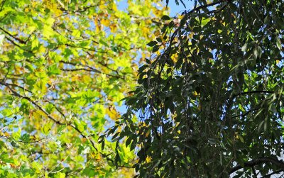 Willow & Sycamore Tree Foliage