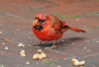 Cardinal