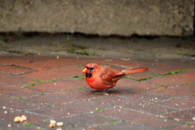 Cardinal