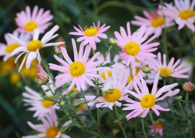 October 4, 2010 Photo Shoot - Local Gardens, Birds & Flowers