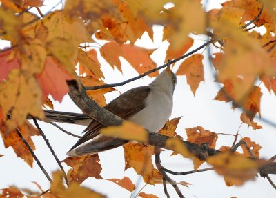 Yellow Billed Cuckoo - Coccyzus americanus