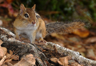 Chipmunks