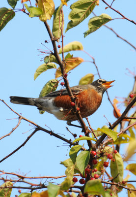 Robin in a Crab Apple Tree