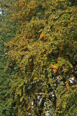 DSC_6732.JPG