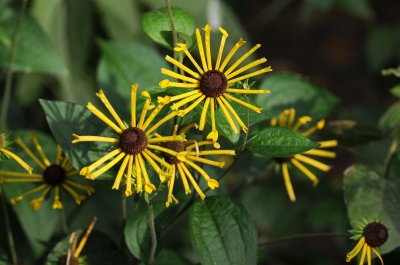 DSC_6733.JPG