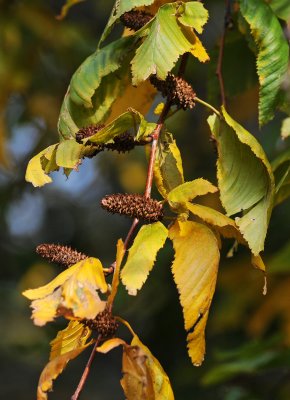 DSC_6734.JPG