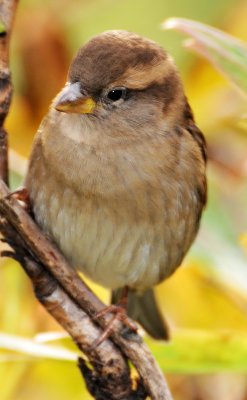 DSC_6736.JPG