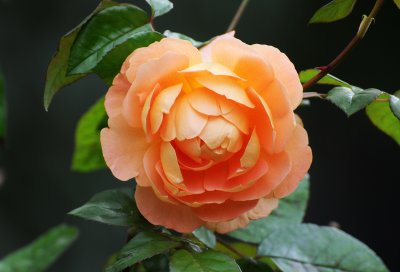 DSC_6738.JPG