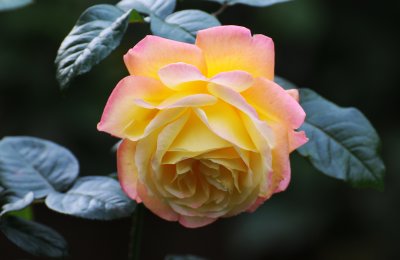 DSC_6740.JPG
