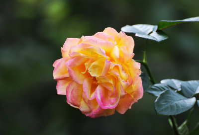 DSC_6741.JPG