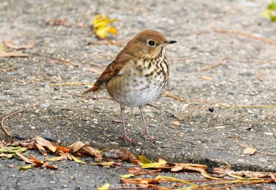 DSC_6743.JPG