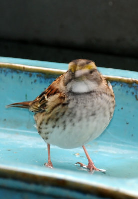DSC_6747.JPG