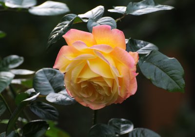DSC_6753.JPG