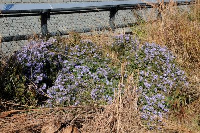 DSC_7426.JPG