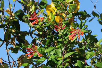 DSC_7438.JPG