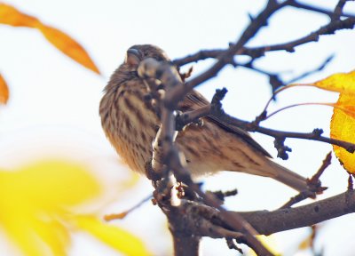 Female House Finch