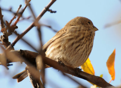 Female House Finch