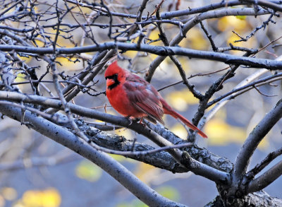 Cardinal