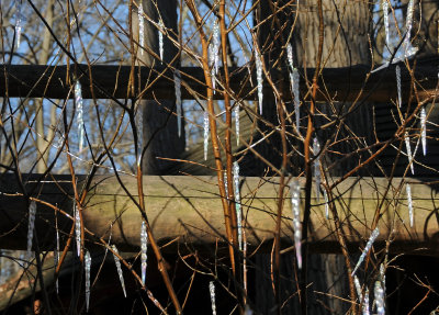 DSC_8053 copy