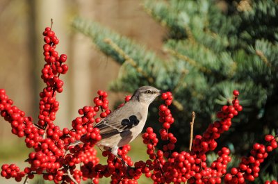 DSC_8106.JPG