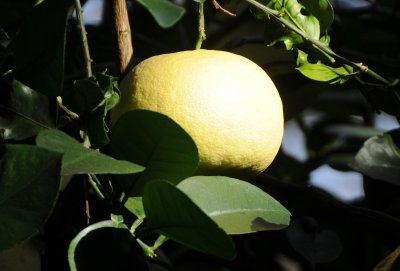 DSC_8135.JPG