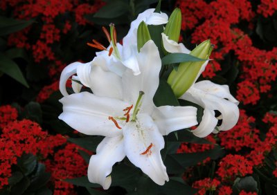 DSC_8136.JPG