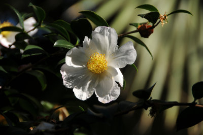DSC_8159.JPG