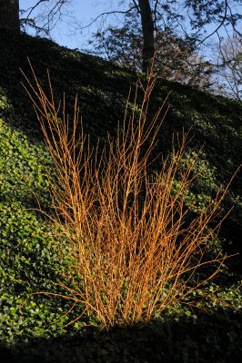DSC_8204.JPG