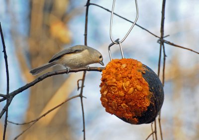 Goldfinch at Feeder