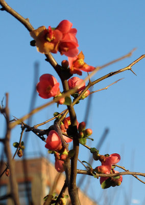 Early Quince Blossoms