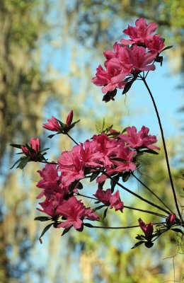 Azalea Blossoms