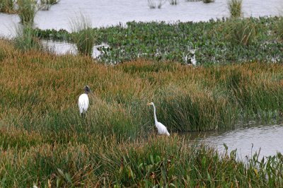 Celery Fields Wildlife Sanctuary - Sarasota, Florida