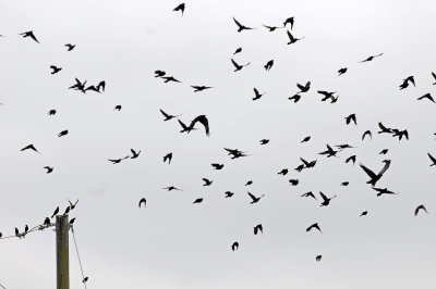 Blackbirds, Grackles & Crows in Flight